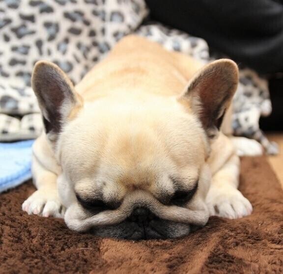 今日の夜から