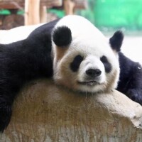 みやび