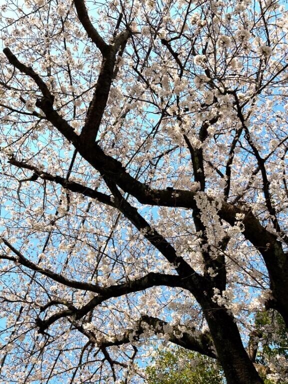 桜が綺麗！