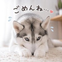 またまた:( ;´꒳`;)