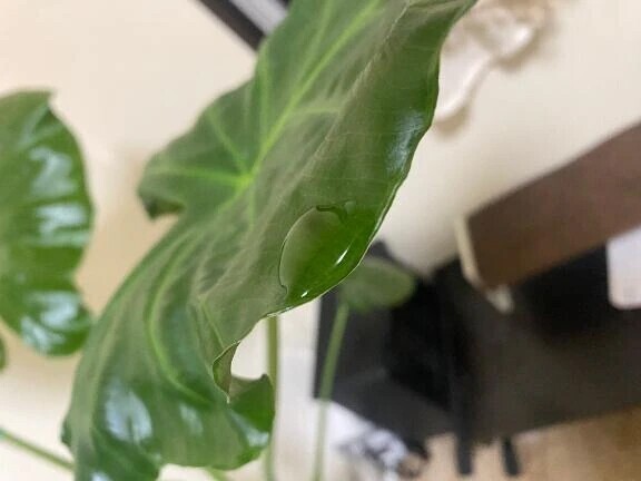 植物Love♡🪴