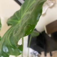 植物Love♡🪴