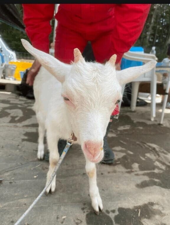 🌿🐐,,,ﾝﾒｪ〜