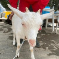🌿🐐,,,ﾝﾒｪ〜