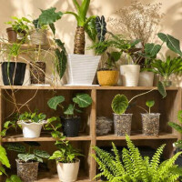 植物のある暮らし🪴