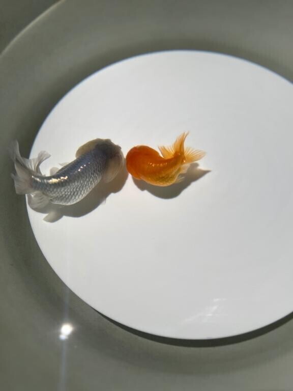 きんぎょ可愛かった🥰