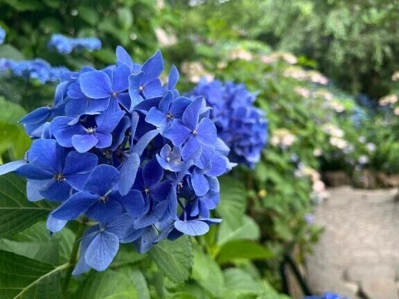 🦋おはようございます☀️🦋