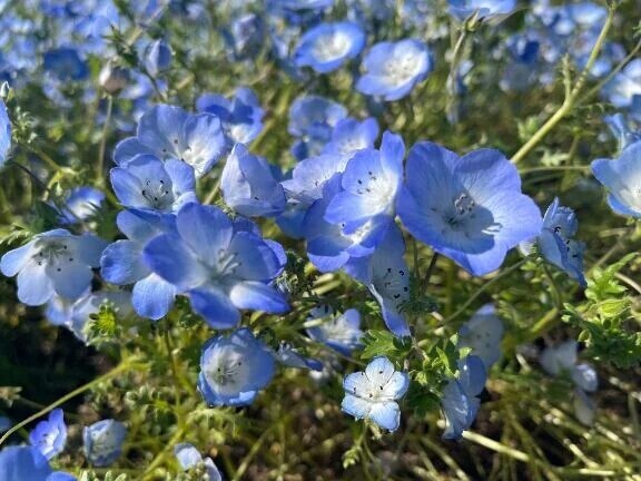 🦋おはようございます☀️🦋