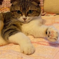はな