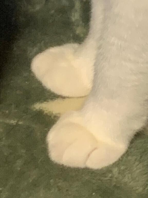 2歳??