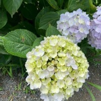 まな