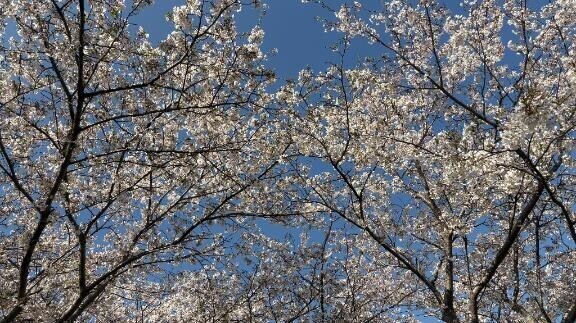 桜が綺麗でした???