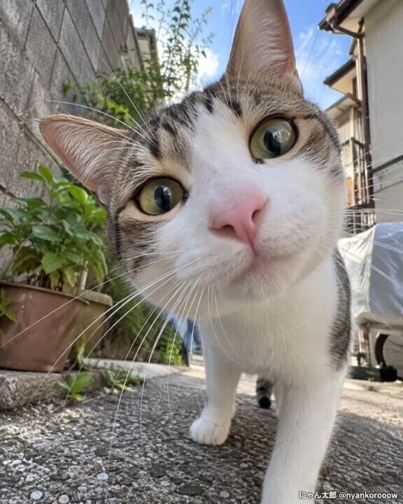 (ฅ *`꒳​´*)ฅにゃあ