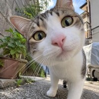 (ฅ *`꒳​´*)ฅにゃあ