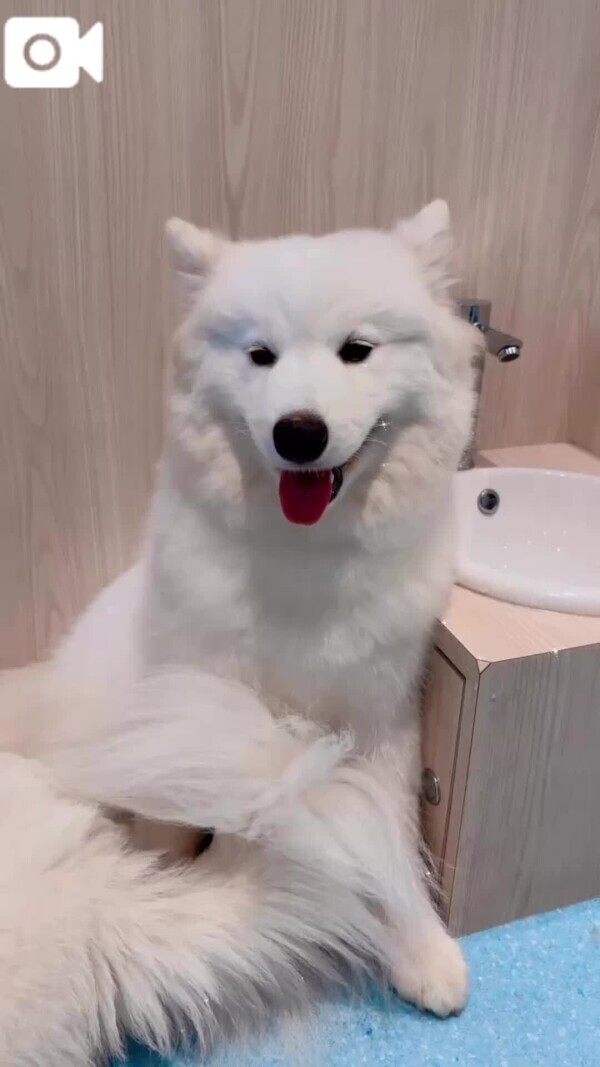 サモさん🐻‍❄️