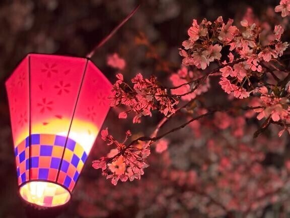 夜桜🌸