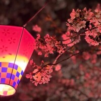 夜桜🌸