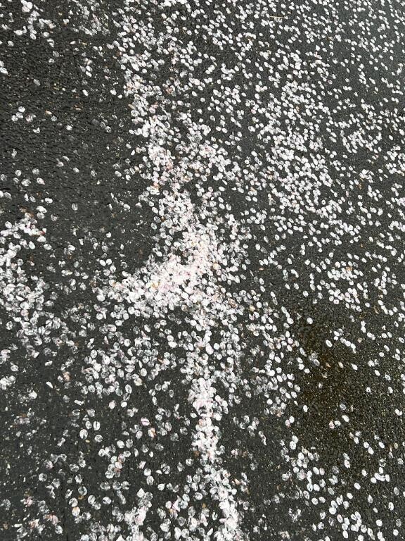 桜の絨毯
