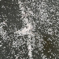 桜の絨毯
