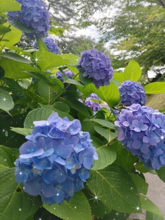 紫陽花