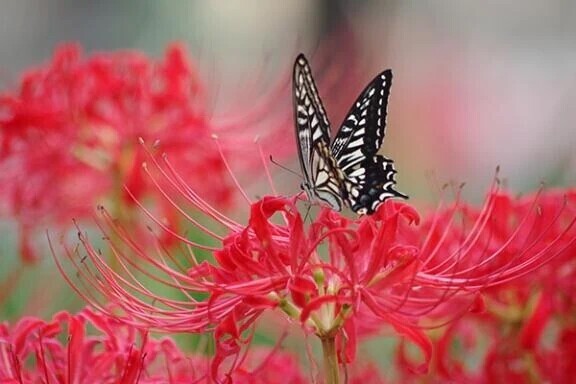 社不いっきまーす