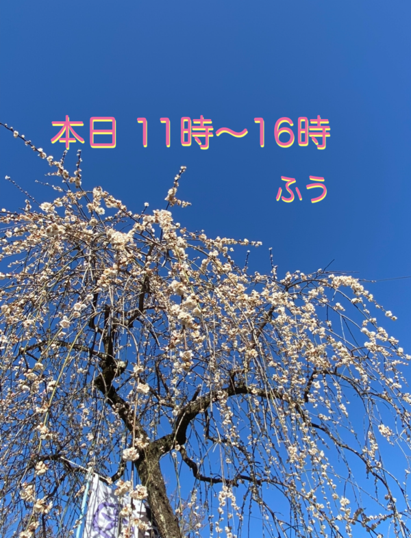 本日11時から(＞＜)♡