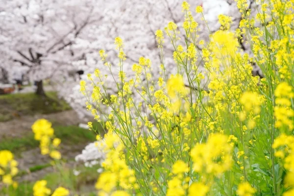 明日⭐︎