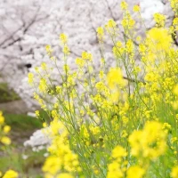 明日⭐︎