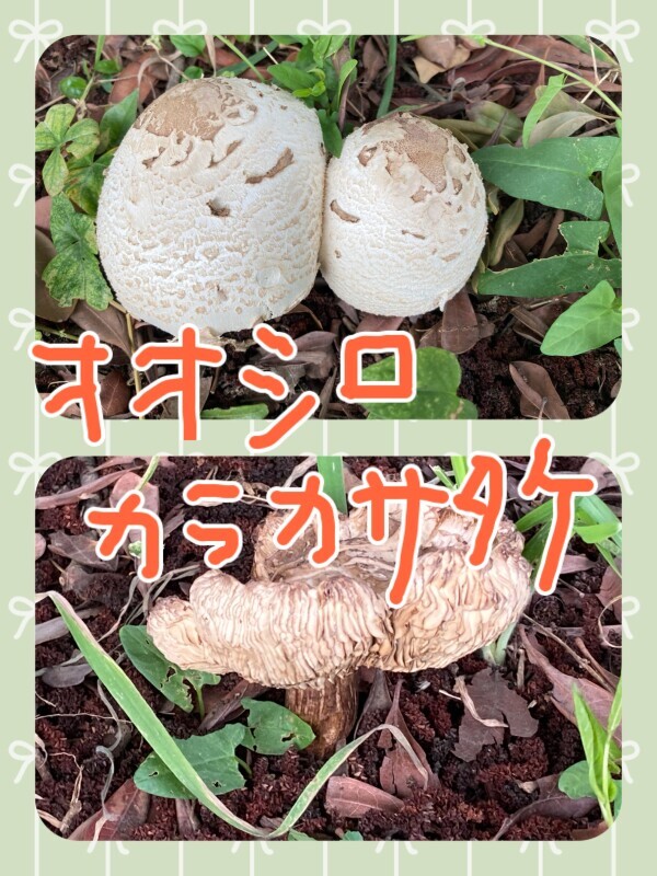 この前の🍄