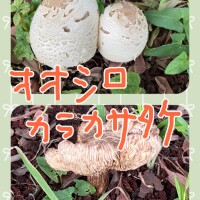 はな