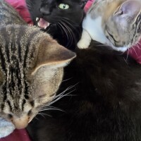 本日のぬこさま