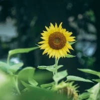 ましろ