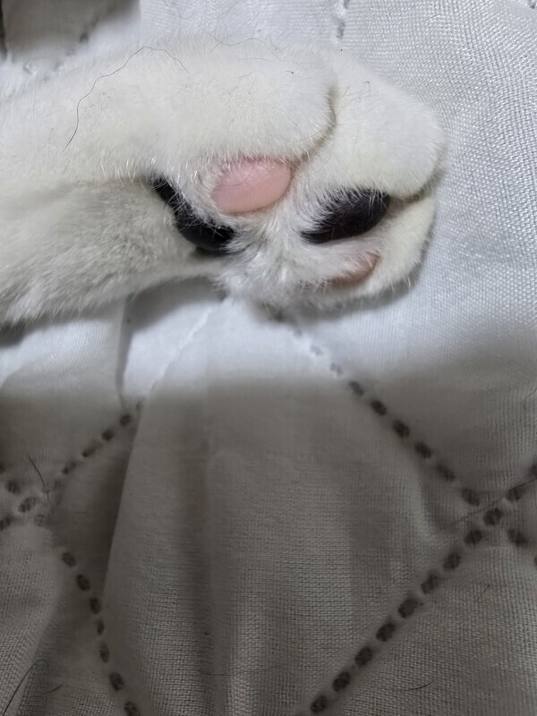 おはようございます