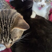 本日公休日