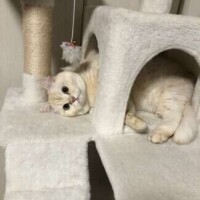 ありす