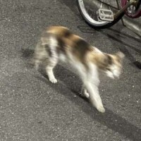 よう