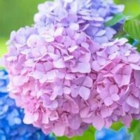 ましろ