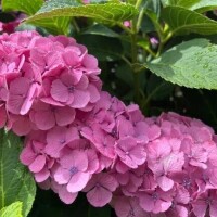 ひな
