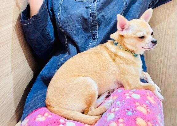 🐶