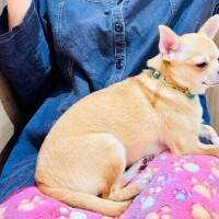 やなぎ