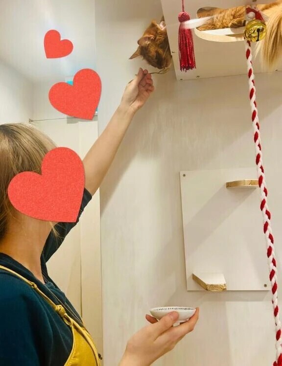 やなぎ、降参🐈