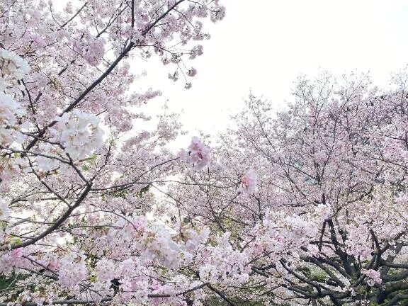 出勤情報です🌸