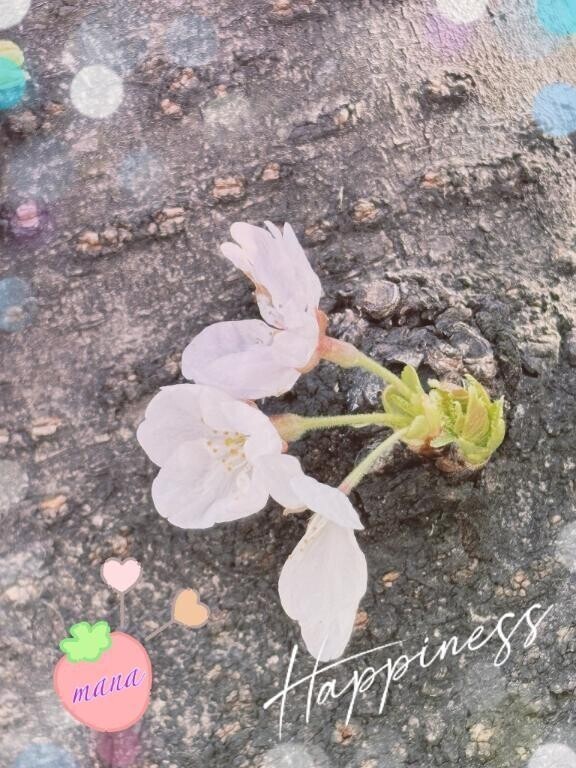 3月もありがとう🌹