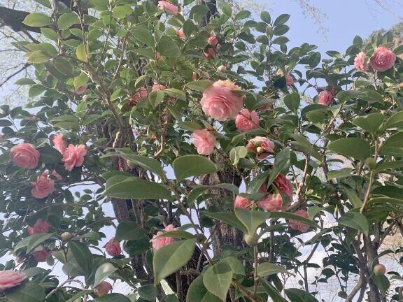春を告げる