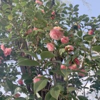 春を告げる