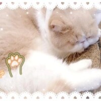 🐱最近の休日🐱