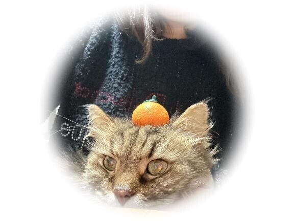 [お題]from:猫と遊ぶさん