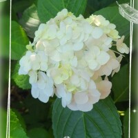 村上れいこ
