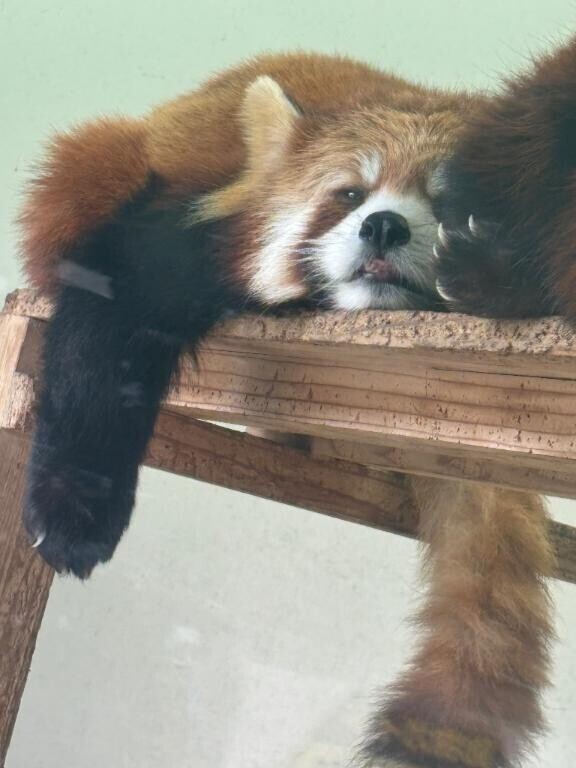 ひえぇ