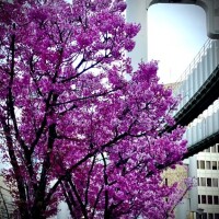 散ねね